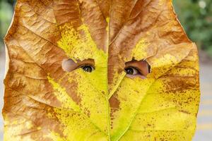 An Asian girl is behind the leaf. The leaves are pierced until the eyes are bright on both sides. faceshield concept photo