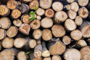The background is a stack of pieces of wood, showing the circle of trees. photo