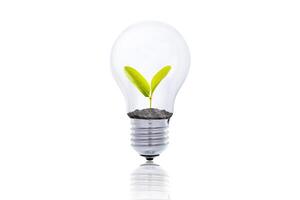 A tree glowing in a light bulb on white isolated background photo