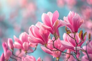 Blooming magnolia branches on pastel background photo