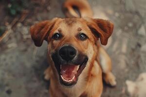 Overhead shot of a happy brown dog looking up, with a blurred background photo