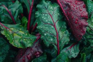 Tender Beet leaves. Generate Ai photo