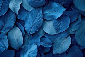 Full frame of leaves with a deep blue color tone, creating a natural but artistic background photo