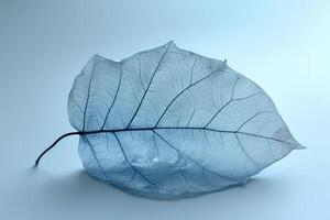 Ethereal blue translucent leaf on pale background photo