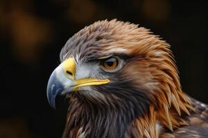 Close-up of a golden eagle with a sharp gaze, against a dark bokeh background photo