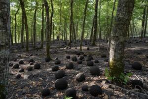 Mysterious forest with dark spherical objects photo