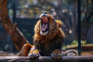 Majestic lion roaring in captivity photo