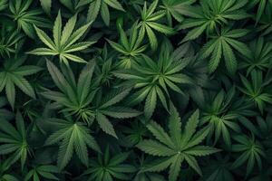 Top view of dense marijuana leaves creating a natural green pattern photo