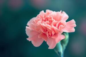 Delicate closeup of a pink carnation bloom with a softfocus background photo
