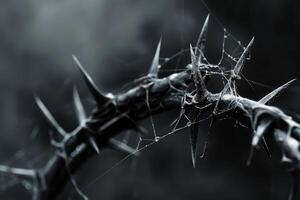 Thorny branch with cobweb in monochrome photo