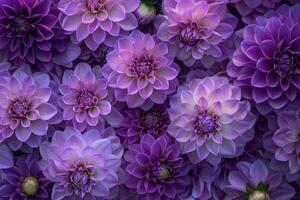Vibrant purple dahlia flowers grouped together, creating a floral backdrop photo