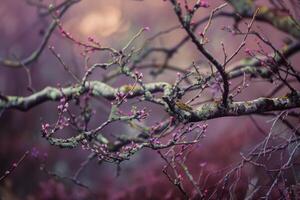 Mossy tree branch covered in tiny pink buds emerging in spring photo