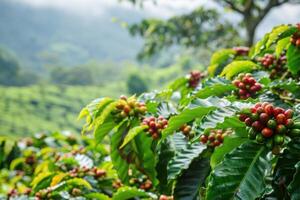 Coffee plantation showing bean growing on branch in farm setting photo