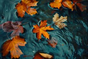Autumn leaves floating on water surface photo
