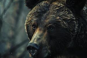 Close up of a brown bear's face photo