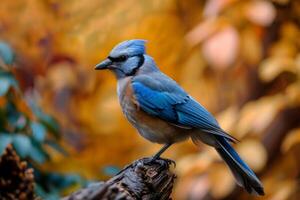 Blue jay perched on branch with autumn colors in soft focus photo