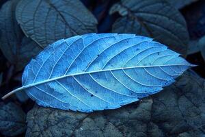 Blue leaf lying on darker foliage showing veins photo