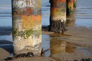 Old weathered pier pilings covered with algae on a beach photo