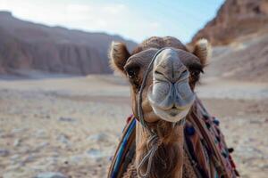 Camel posing in the desert with mountains in the background photo