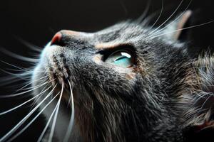 Curious cat looking up with bright green eyes and long whiskers photo