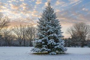 Large decorated christmas tree covered in snow standing in a snowy field at sunset photo