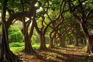 Sunlight illuminates a path through a mystical forest of banyan trees photo