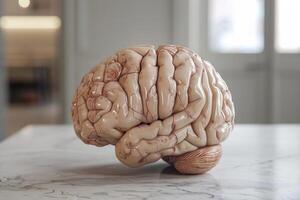Anatomical model of human brain sitting on table in medical office photo
