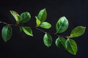 Branch with green leaves growing on black background photo