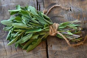 Fresh sage bundle lying on rustic wooden table photo