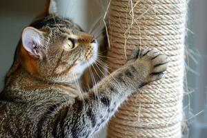 Tabby cat sharpening claws on scratching post photo