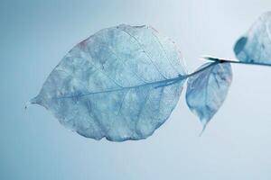 Skeleton leaves showing intricate veins on blue background photo