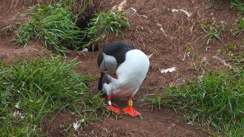 View of the Atlantic puffin, common birds found in Iceland. Atlantic puffin also know as common puffin is a species of seabird in the auk family. Iceland, Norway and Faroe Islands. video