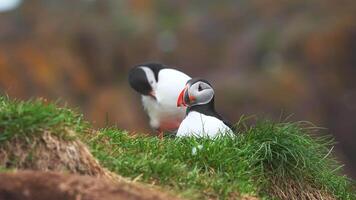 View of the Atlantic puffin, common birds found in Iceland. Atlantic puffin also know as common puffin is a species of seabird in the auk family. Iceland, Norway and Faroe Islands. video