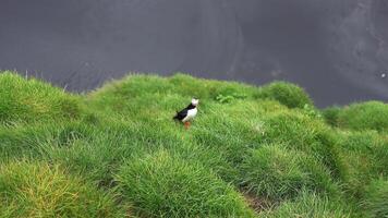 View of the Atlantic puffin, common birds found in Iceland. Atlantic puffin also know as common puffin is a species of seabird in the auk family. Iceland, Norway and Faroe Islands. video