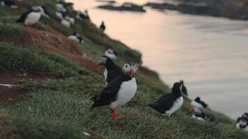 View of the Atlantic puffin, common birds found in Iceland. Atlantic puffin also know as common puffin is a species of seabird in the auk family. Iceland, Norway and Faroe Islands. video
