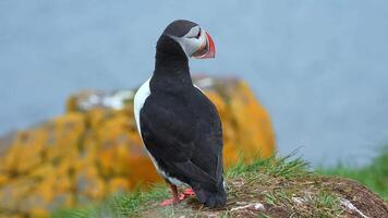 View of the Atlantic puffin, common birds found in Iceland. Atlantic puffin also know as common puffin is a species of seabird in the auk family. Iceland, Norway and Faroe Islands. video