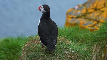 View of the Atlantic puffin, common birds found in Iceland. Atlantic puffin also know as common puffin is a species of seabird in the auk family. Iceland, Norway and Faroe Islands. video