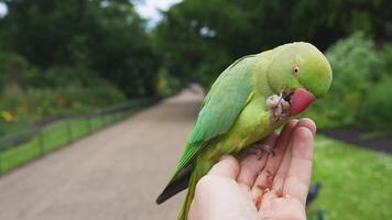Feeding green London Parrot in the park. Close up view of the rose-ringed parakeet or Psittacula krameri, also known as the ring-necked parakeet, is a medium-sized parrot. video