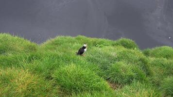 View of the Atlantic puffin, common birds found in Iceland. Atlantic puffin also know as common puffin is a species of seabird in the auk family. Iceland, Norway and Faroe Islands. video