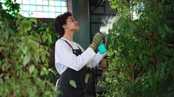 Running of own business. African woman florist with spray bottle watering fertilizing plants in botanical store, Small business owner working at flower shop smiling surrounded by plants Small business video