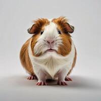 guinea pig white background photo