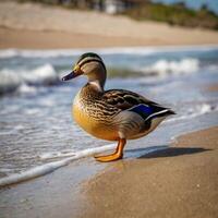 cute beach duck photo