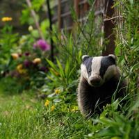 shy forest badger photo