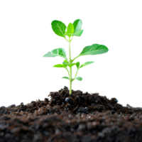 Green seedling in soil on a transparent background png
