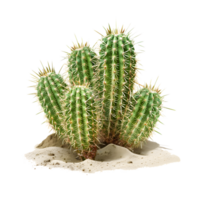 Cluster of cacti with rocks isolated on a transparent background png