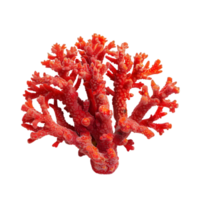 Red coral branch isolated on a transparent background png