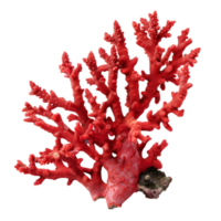 Red coral branch isolated on a transparent background png
