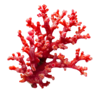 Red coral branch isolated on a transparent background png