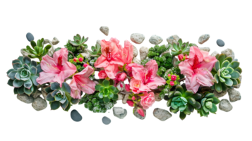 Pink flowers with green leaves isolated on a transparent background png