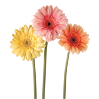 Gerbera daisies isolated on a transparent background png